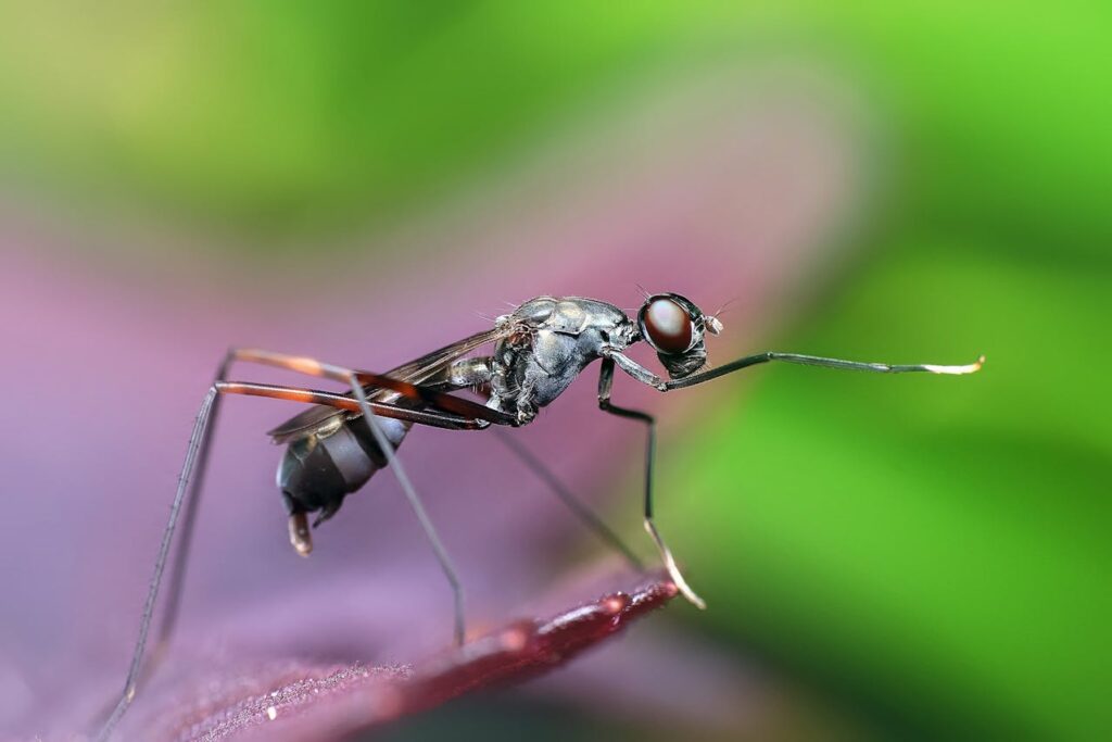 O que não se deve fazer quando está com dengue