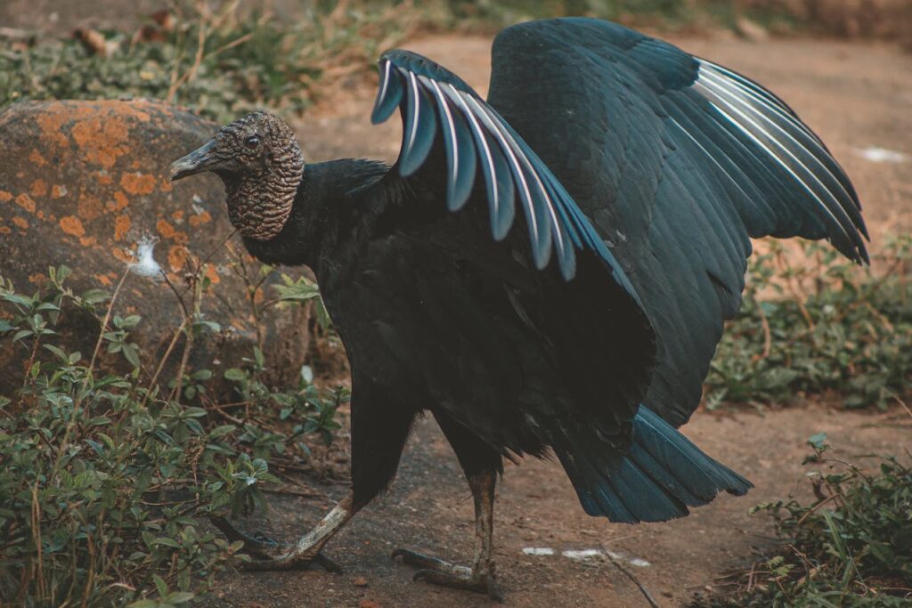 O que significa ver urubu no quintal? significa ver urubu no quintal